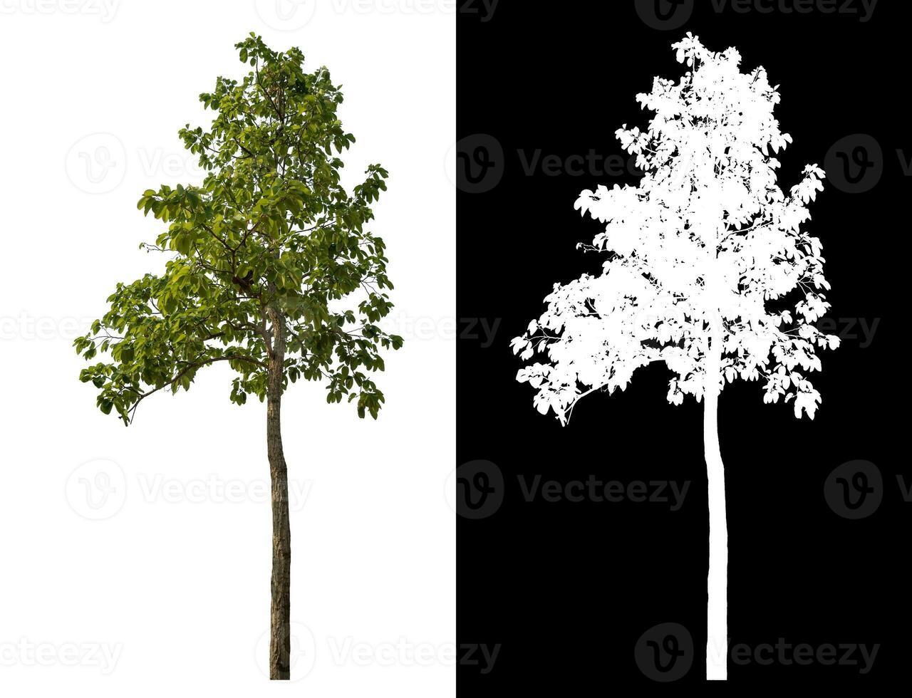 Isolated single tree with clipping path and alpha channel on black background. photo