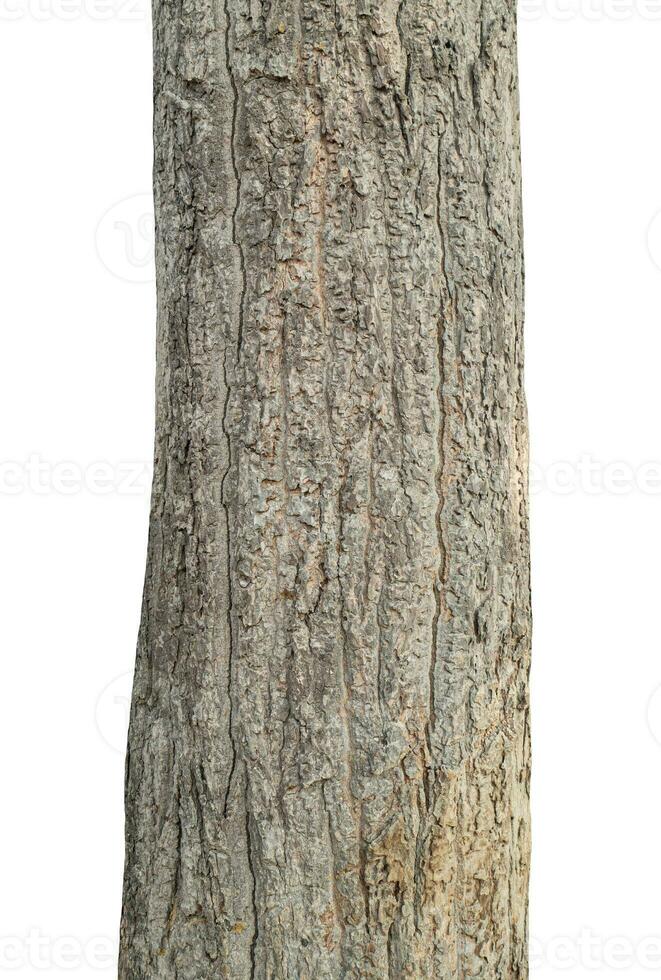 Trunk of a tree Isolated On White Background. photo