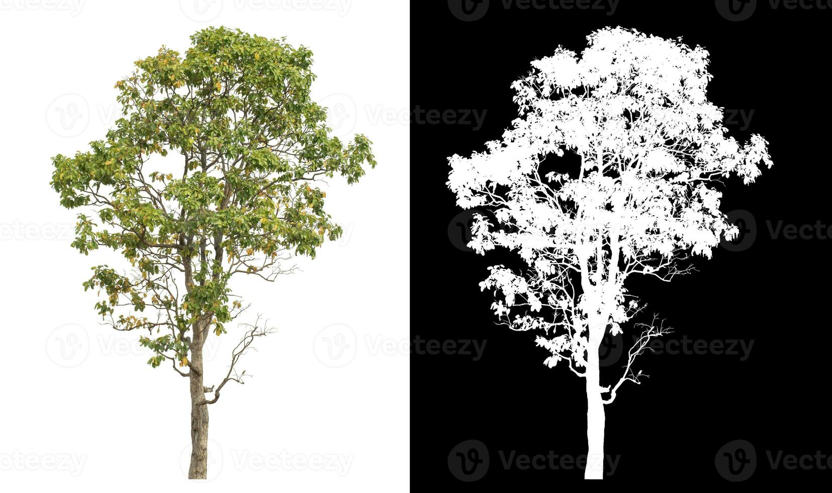 Isolated single tree with clipping path and alpha channel on black background. photo