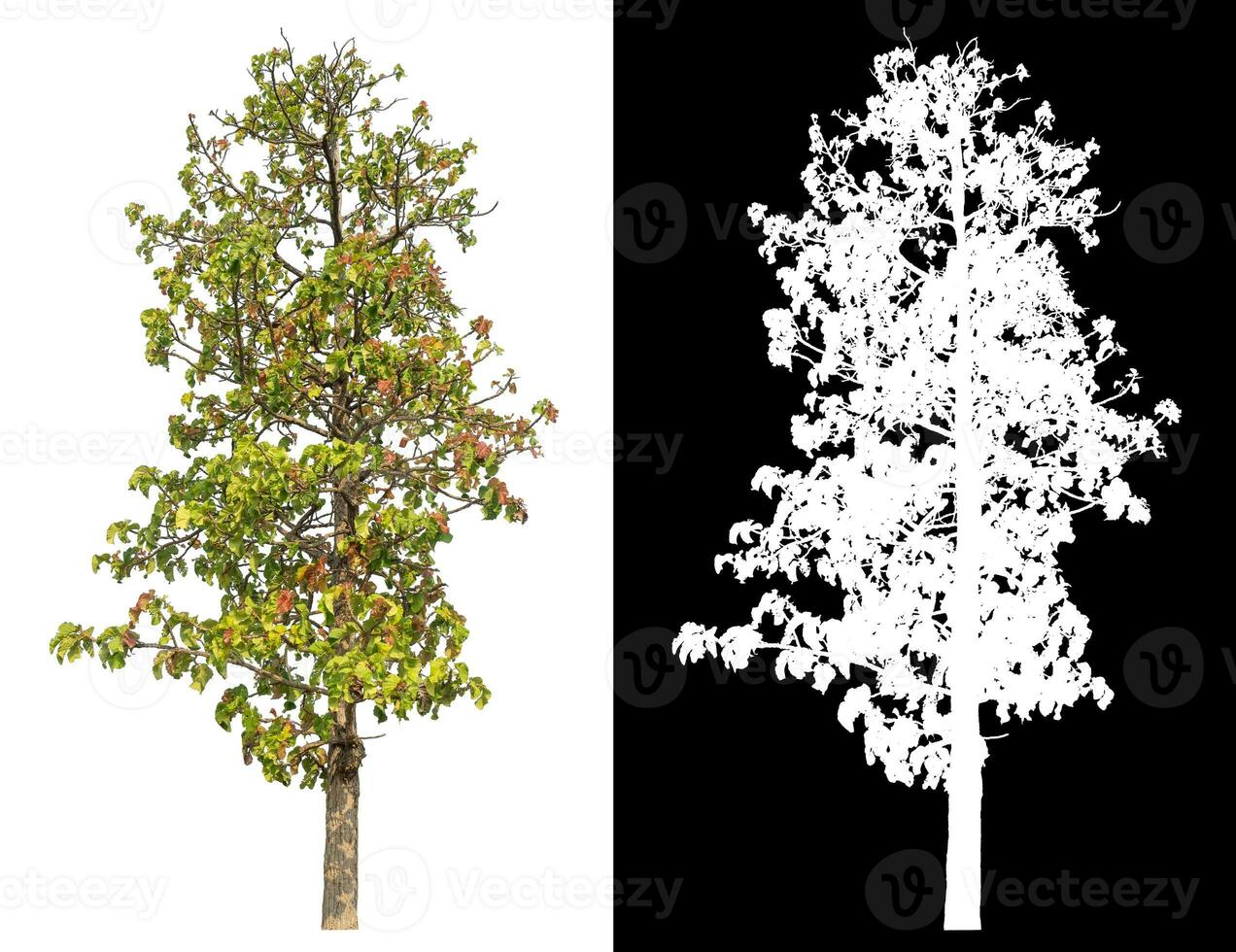 Isolated single tree with clipping path and alpha channel on black background. photo