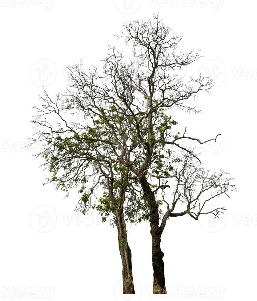 tree isolated on white background. photo