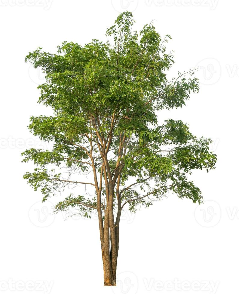 Green tree isolated on white background. photo