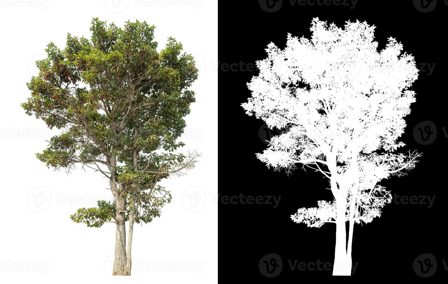 Isolated single tree with clipping path and alpha channel on black background. photo