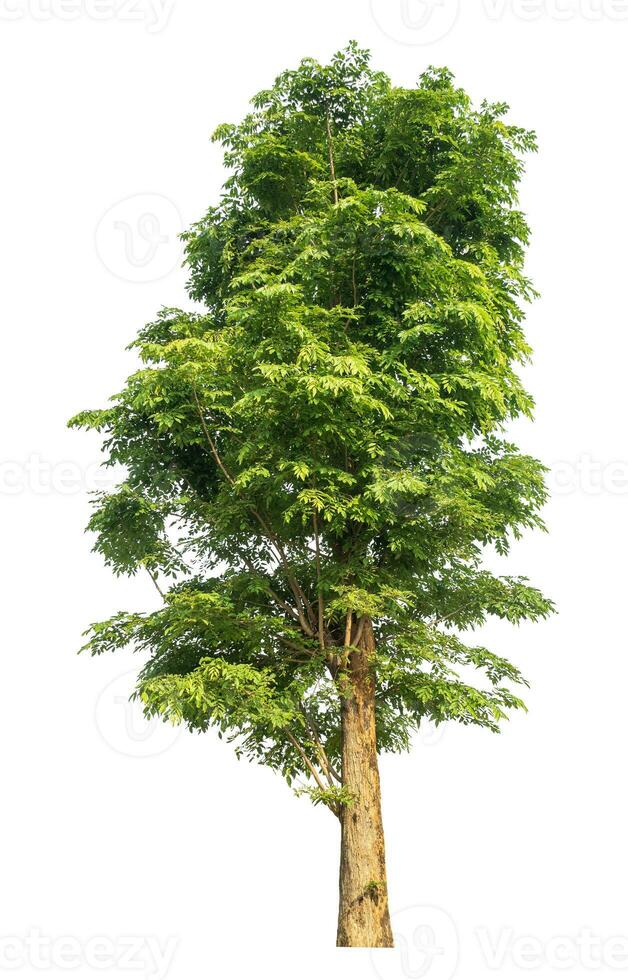 Green tree isolated on white background. photo