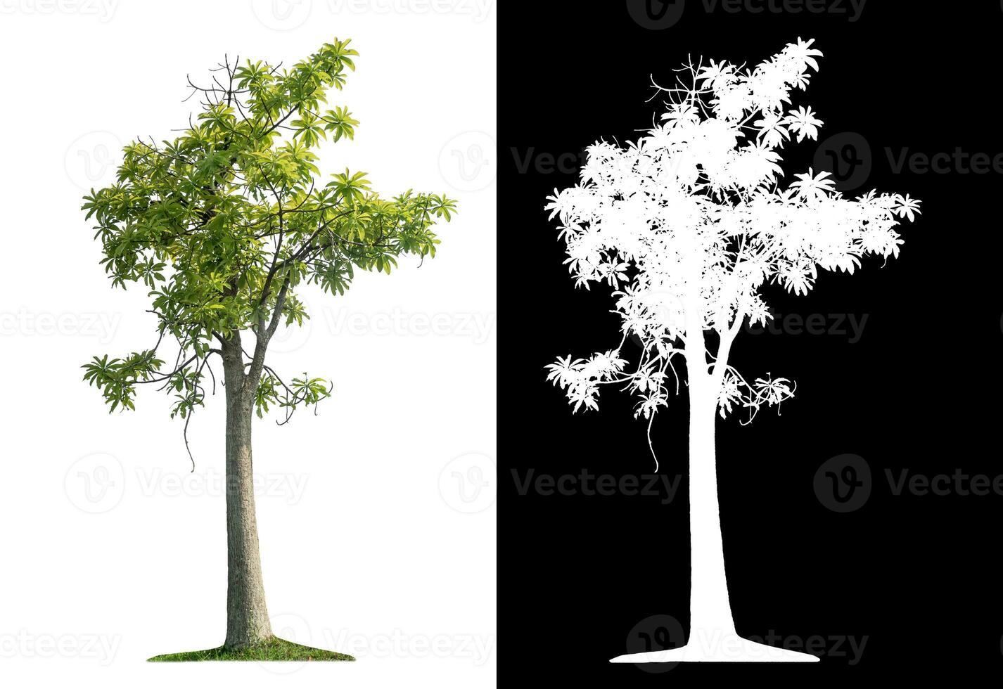 Isolated green tree with clipping path and alpha channel on black background. photo
