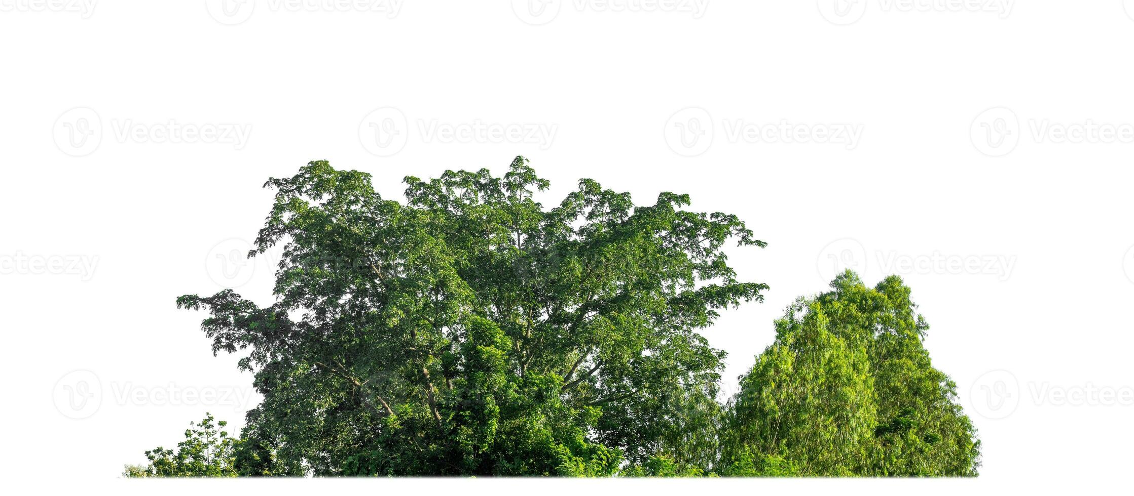 árboles verdes aislados sobre fondo blanco. son bosques y follaje en verano tanto para impresión como para páginas web con ruta de corte y canal alfa foto