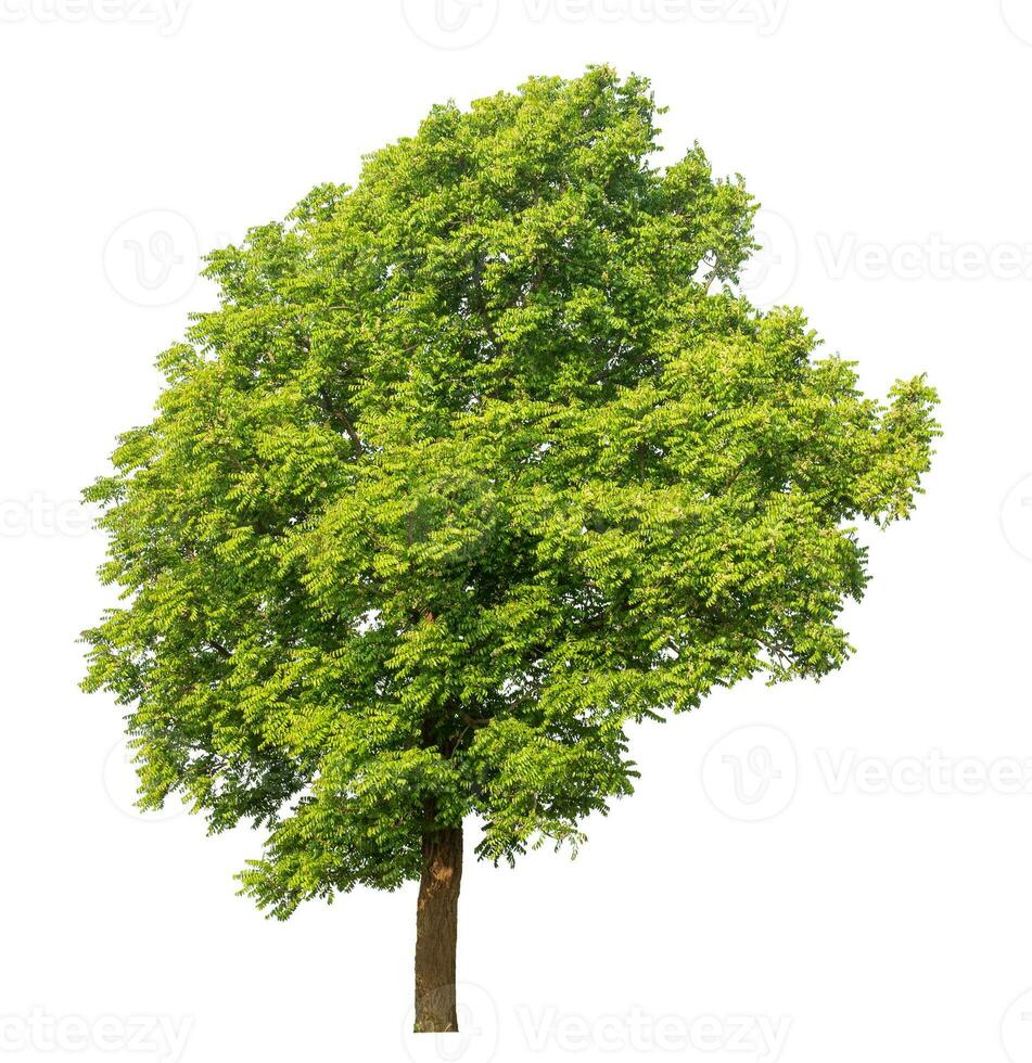 tree isolated on white background. photo