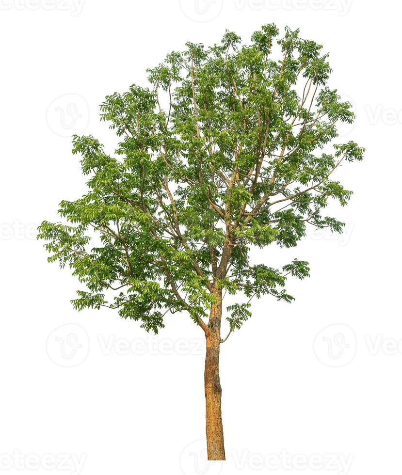 Green tree isolated on white background. photo