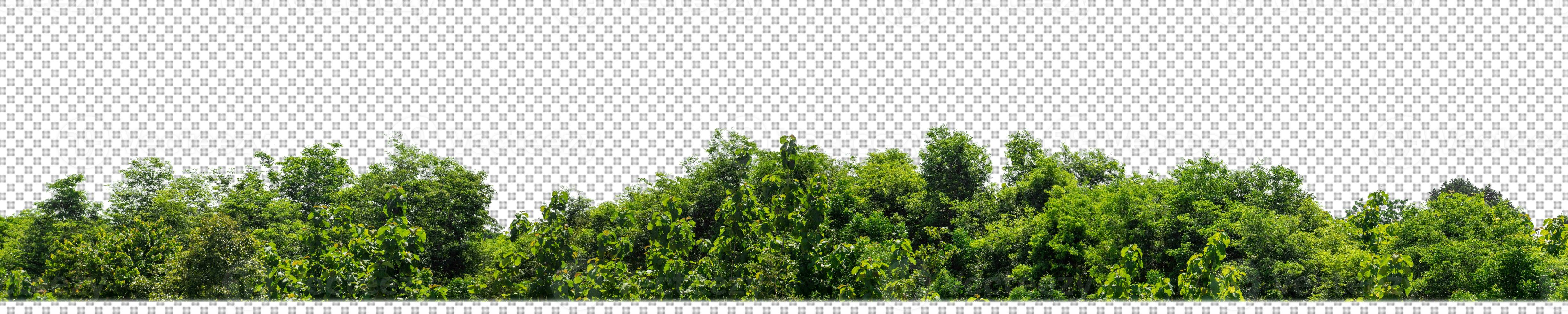 Green trees isolated on transparent background forest and summer foliage for both print and web with cut path and alpha channel photo