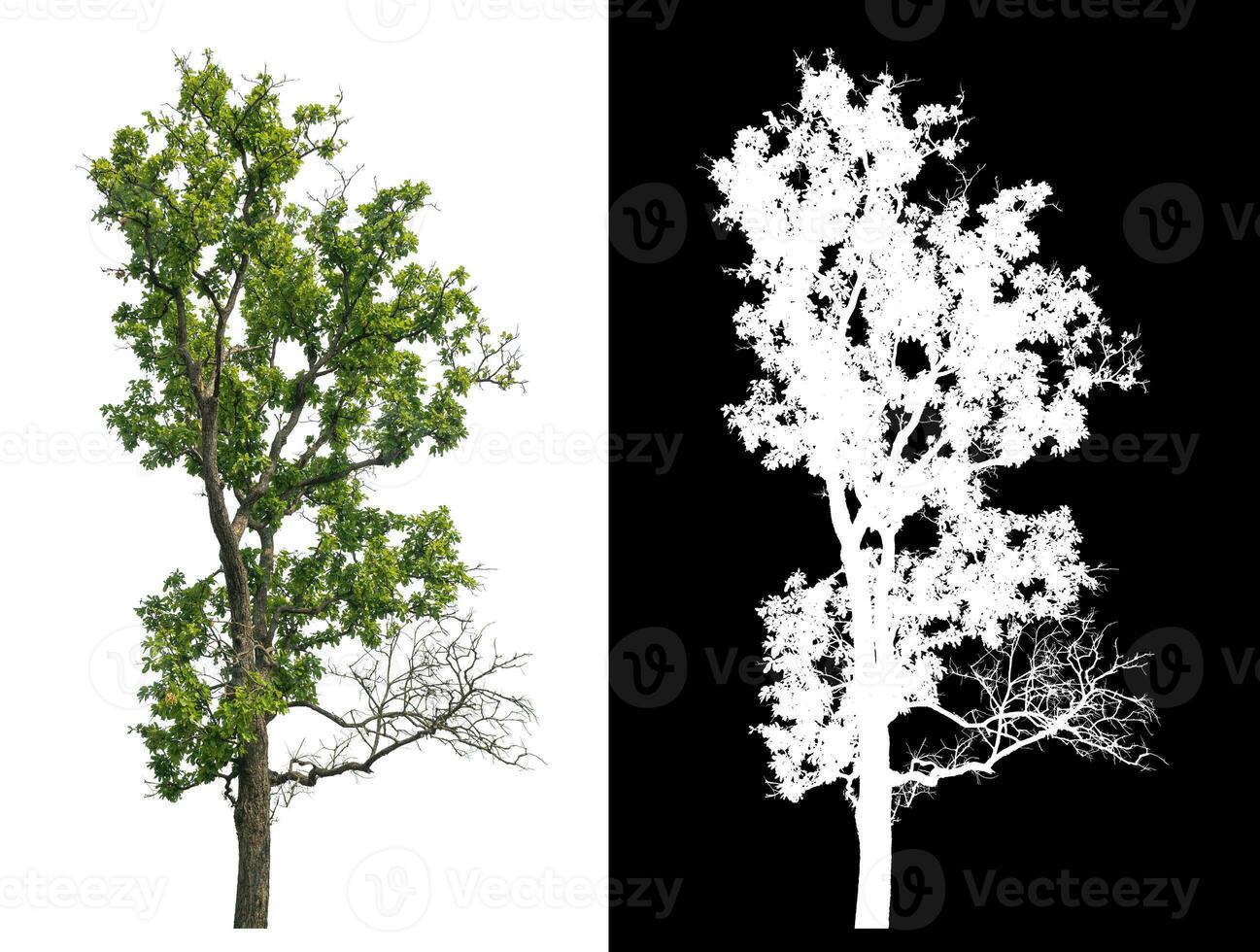 Isolated single green tree with clipping path and alpha channel on black background. photo