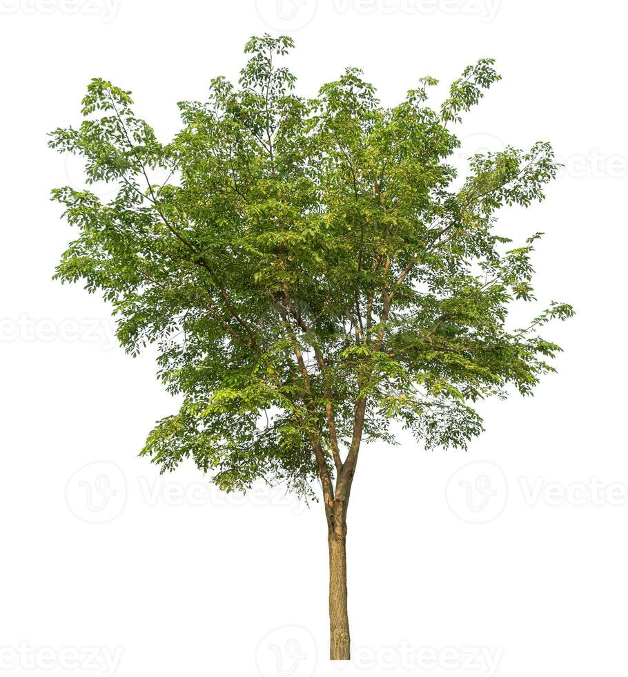 Green tree isolated on white background. photo