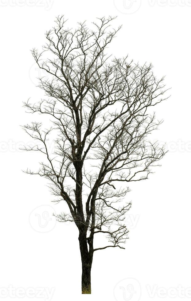 dead tree isolated on white background. photo