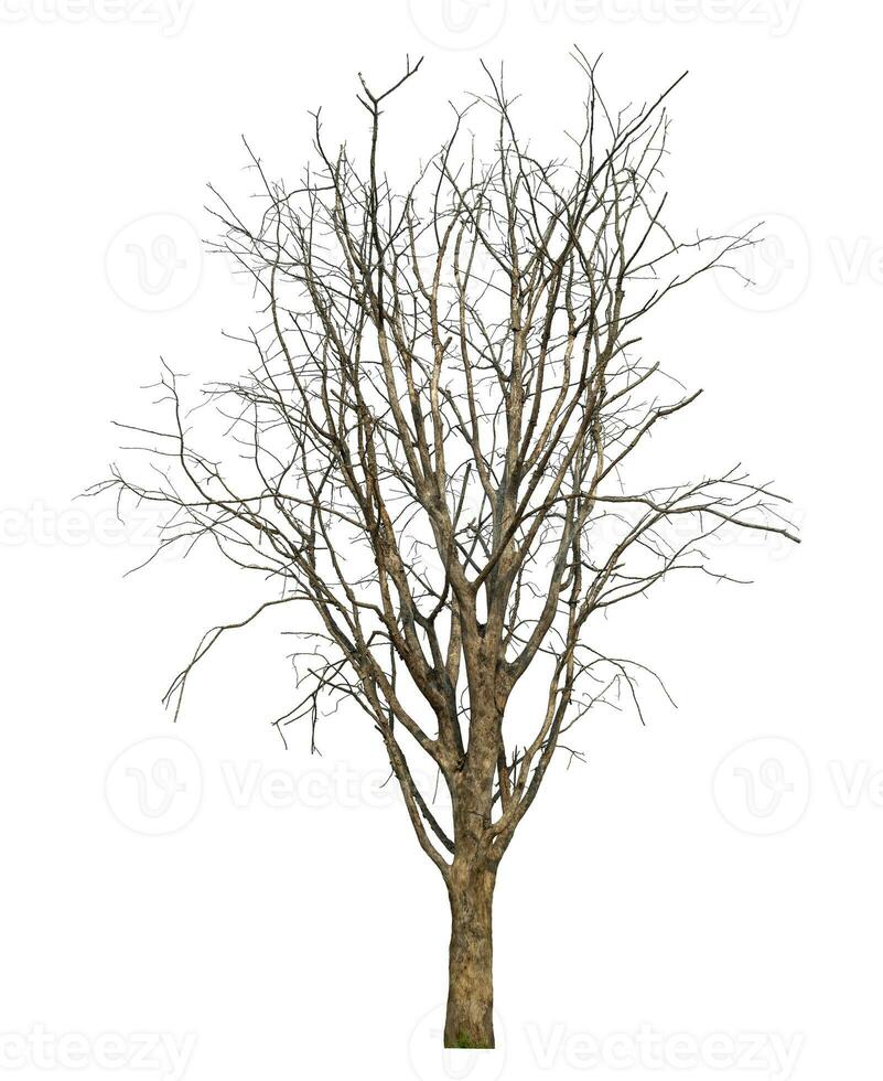 dead tree isolated on white background. photo