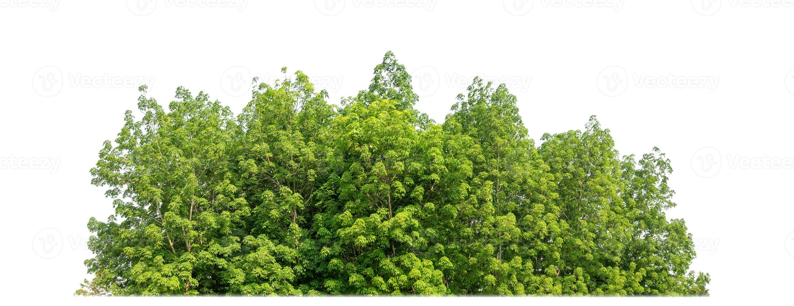 Green Trees isolated on white background.are Forest and foliage in summer for both printing and web pages with cut path and alpha channel photo