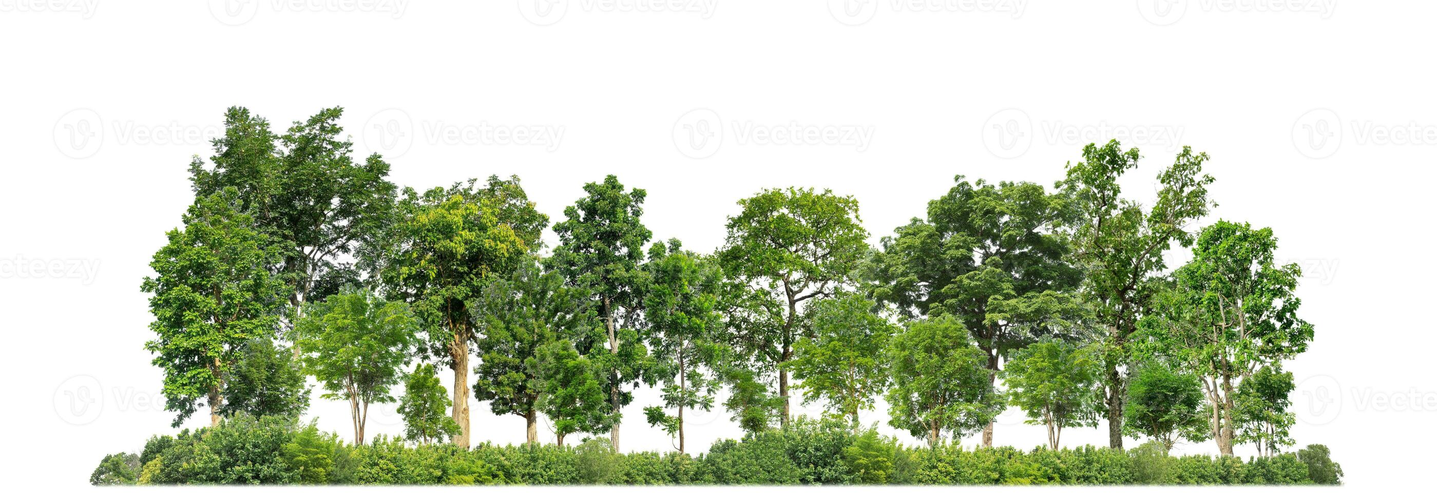 Green Trees isolated on white background. are Forest and foliage in summer for both printing and web pages with cut path and alpha channel photo