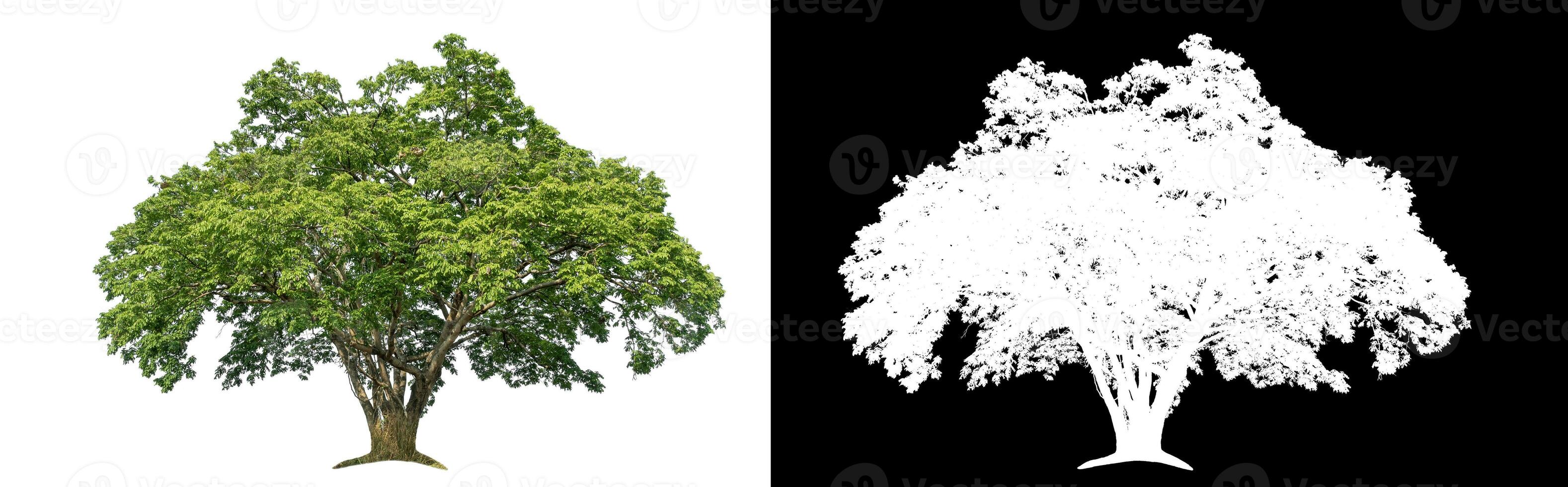 Isolated single green tree with clipping path and alpha channel on black background. photo