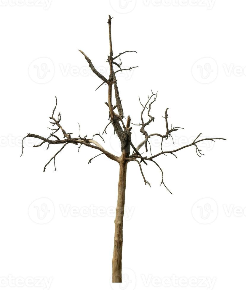 dead tree isolated on white background. photo