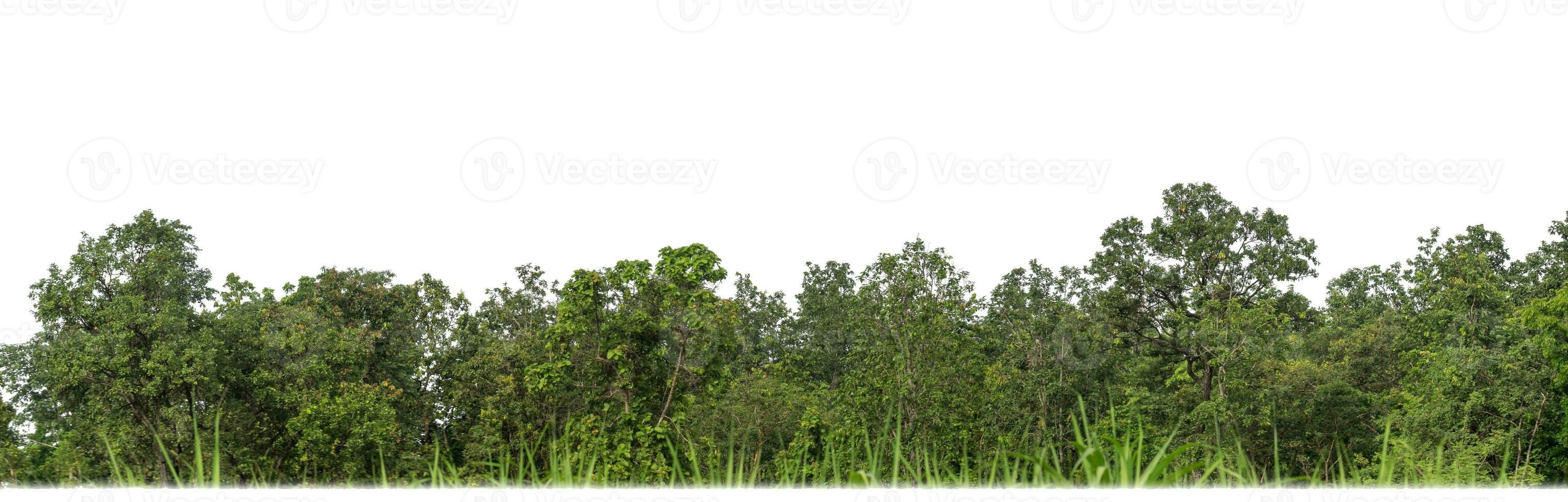 Green Trees isolated on white background. are Forest and foliage in summer for both printing and web pages with cut path and alpha channel photo