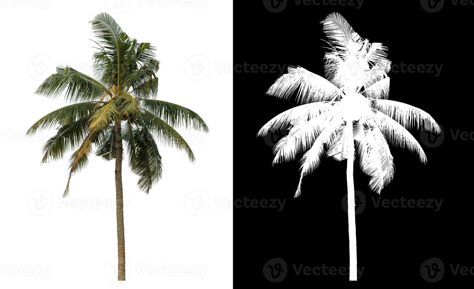 coconut tree with clipping path and alpha channel on black background. photo