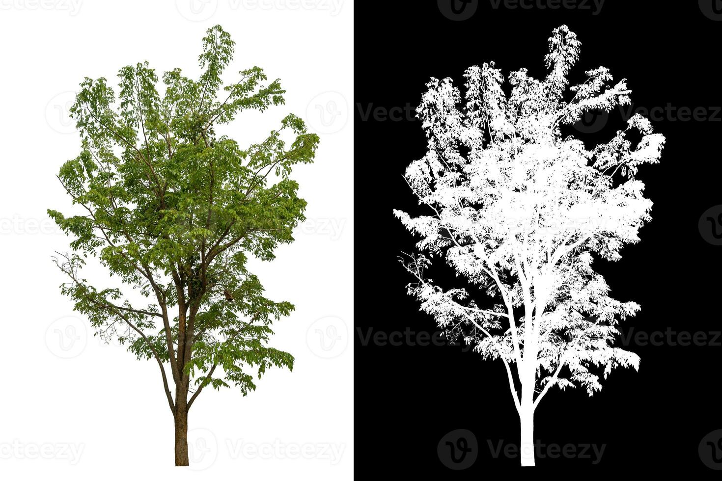 Isolated single green tree with clipping path and alpha channel on black background. photo