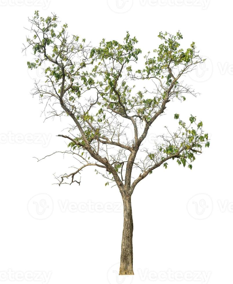 tree isolated on white background. photo