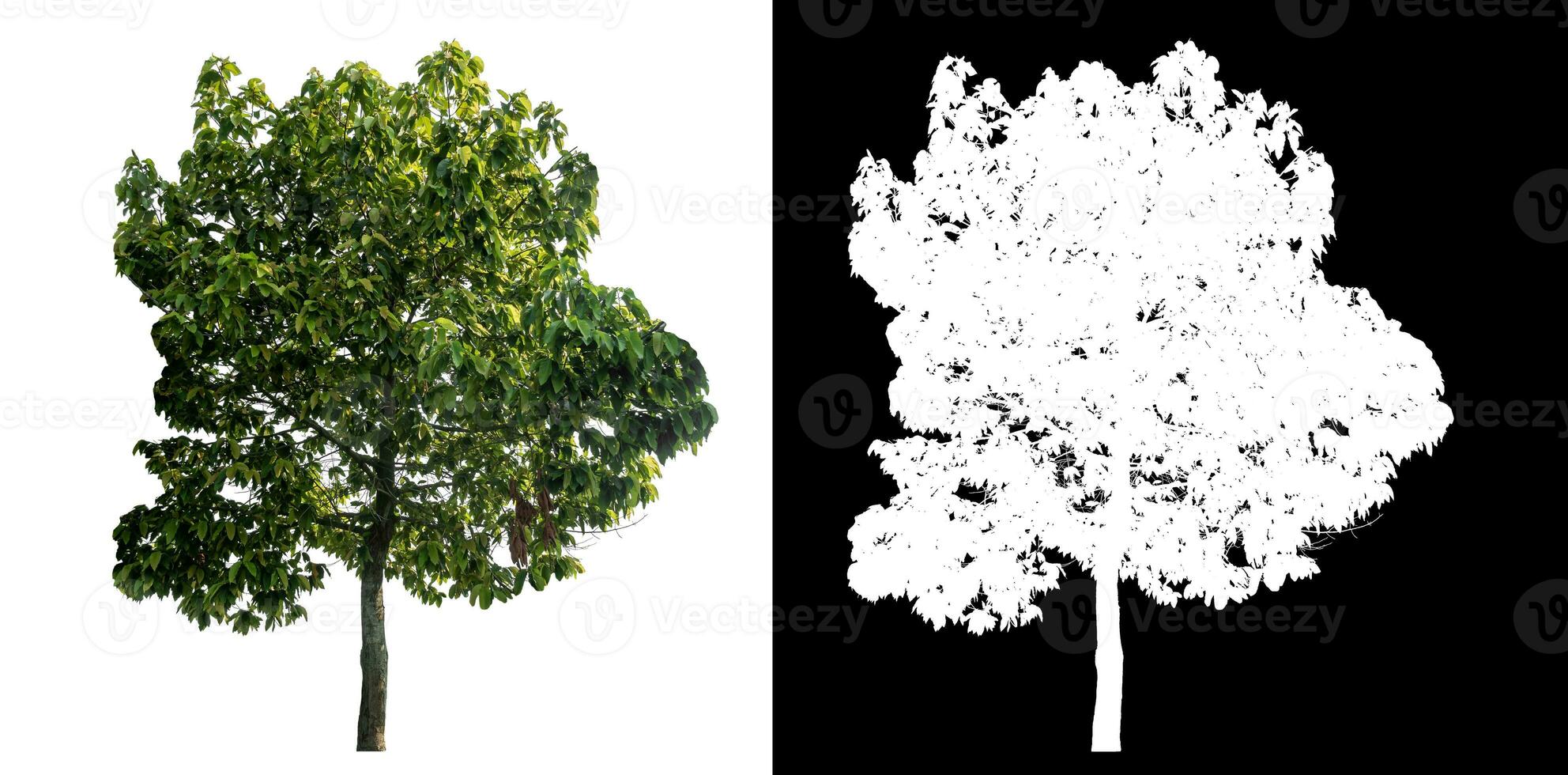 Isolated green tree with clipping path and alpha channel on black background. photo