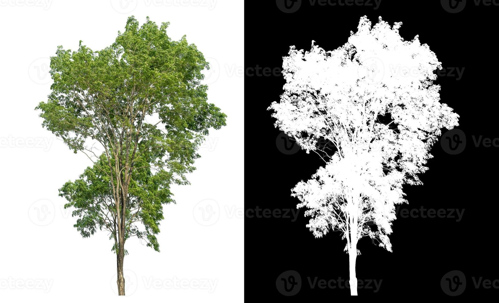 Isolated single green tree with clipping path and alpha channel on black background. photo