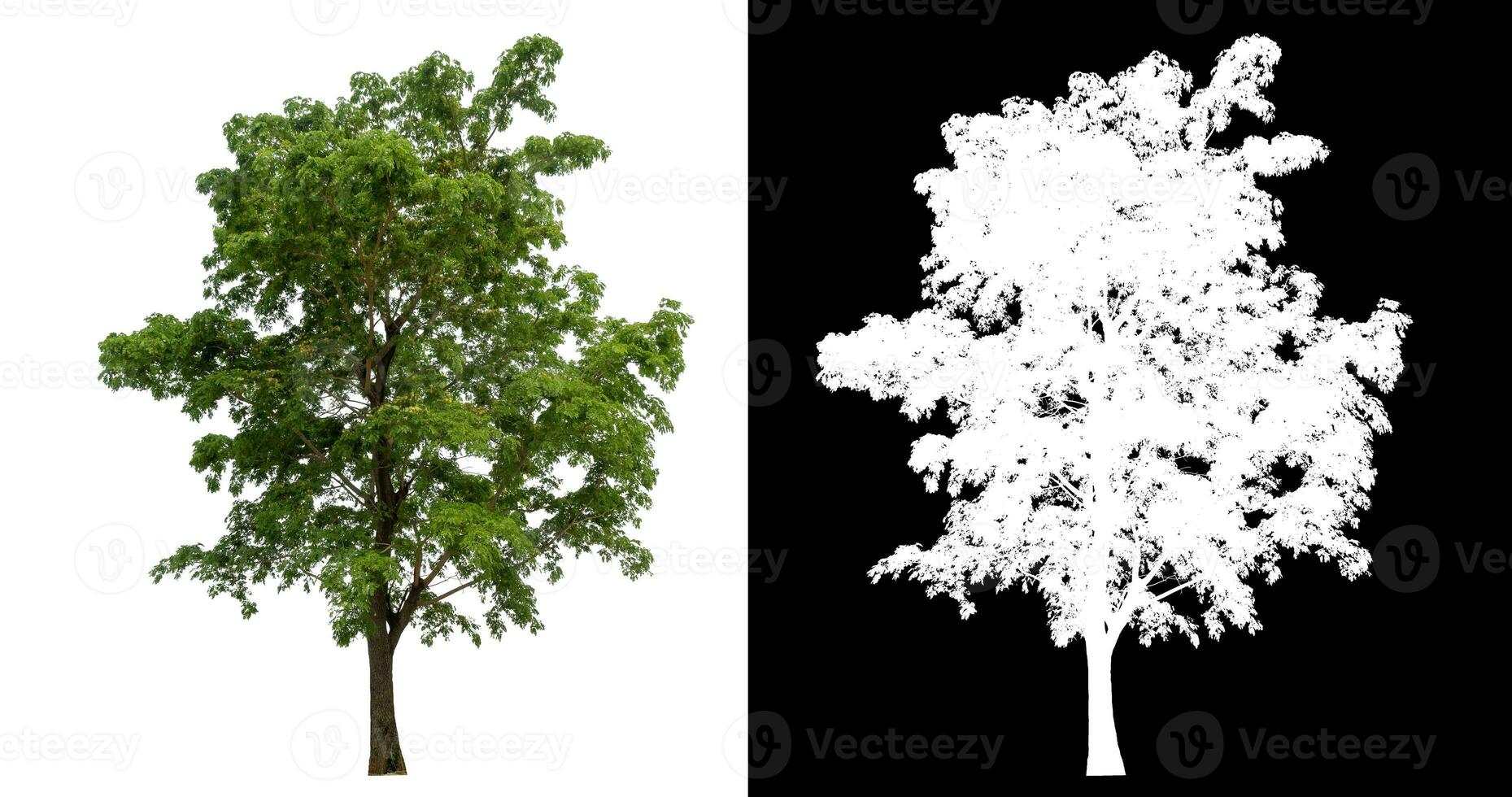 Isolated single green tree with clipping path and alpha channel on black background. photo
