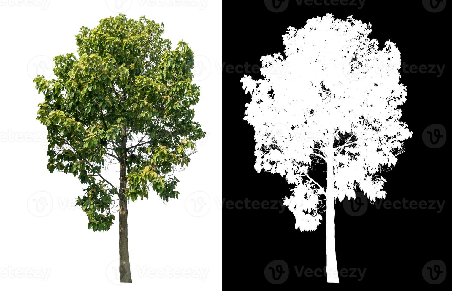 Isolated green tree with clipping path and alpha channel on black background. photo