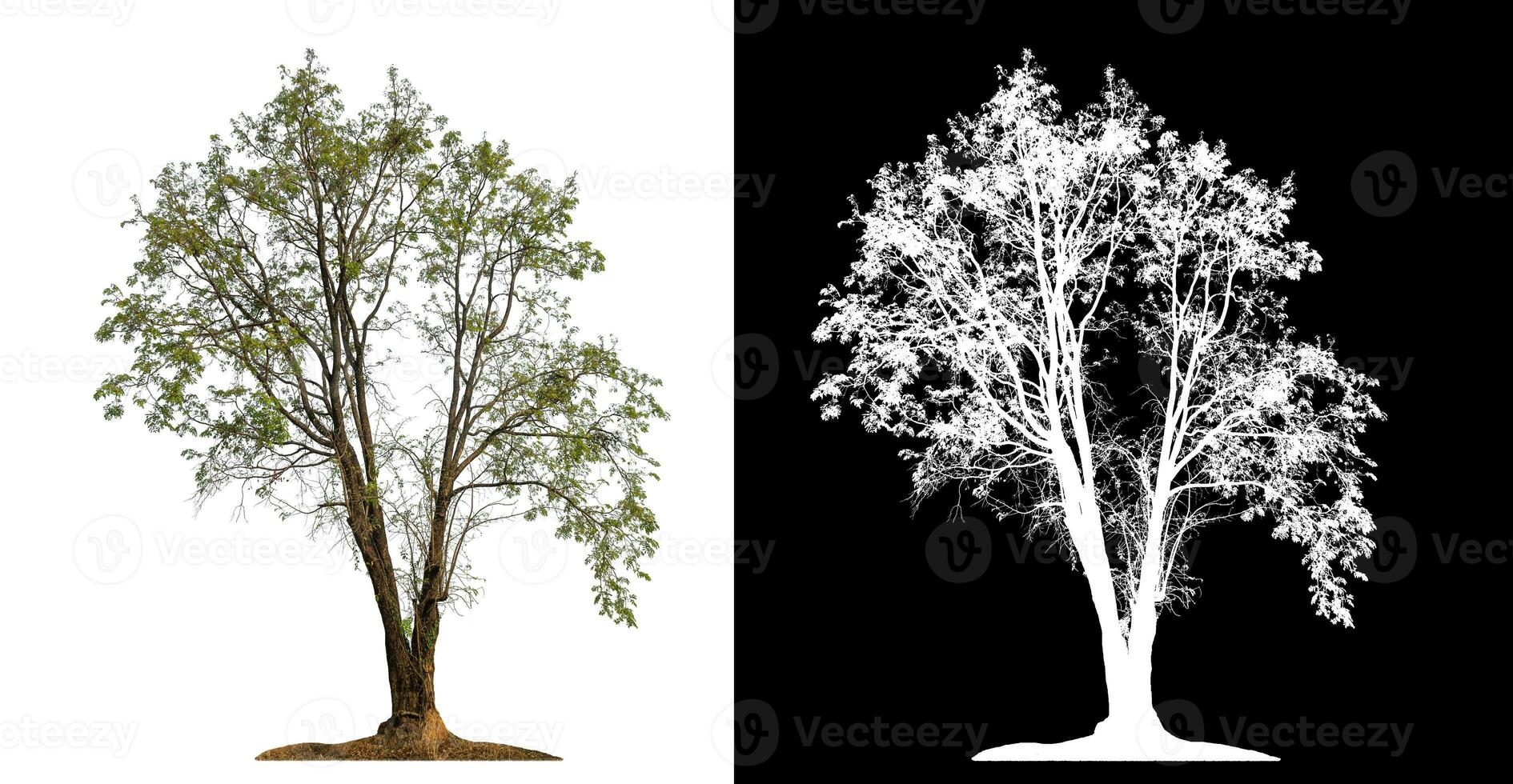 Single tree with clipping path and alpha channel on black background. photo