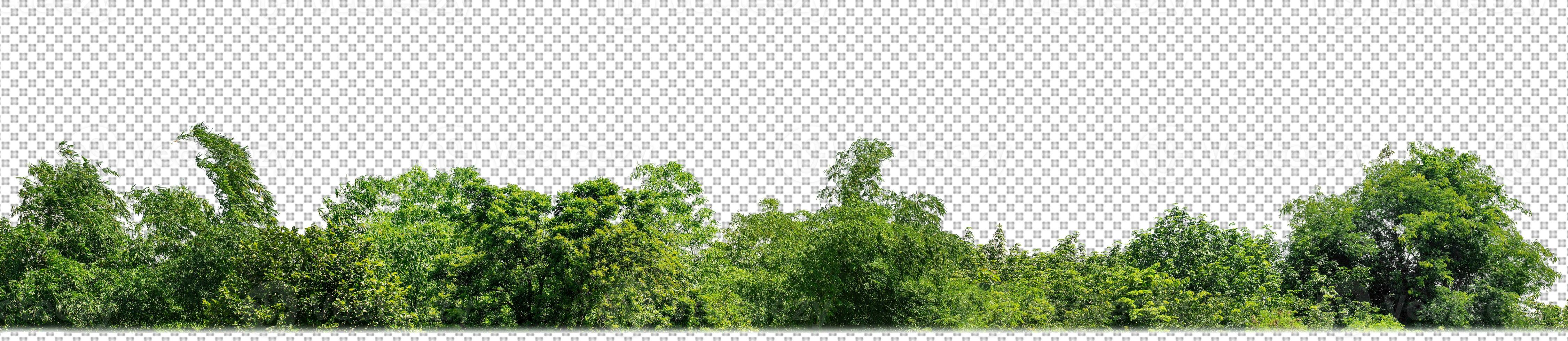 Green trees isolated on transparent background forest and summer foliage for both print and web with cut path and alpha channel photo