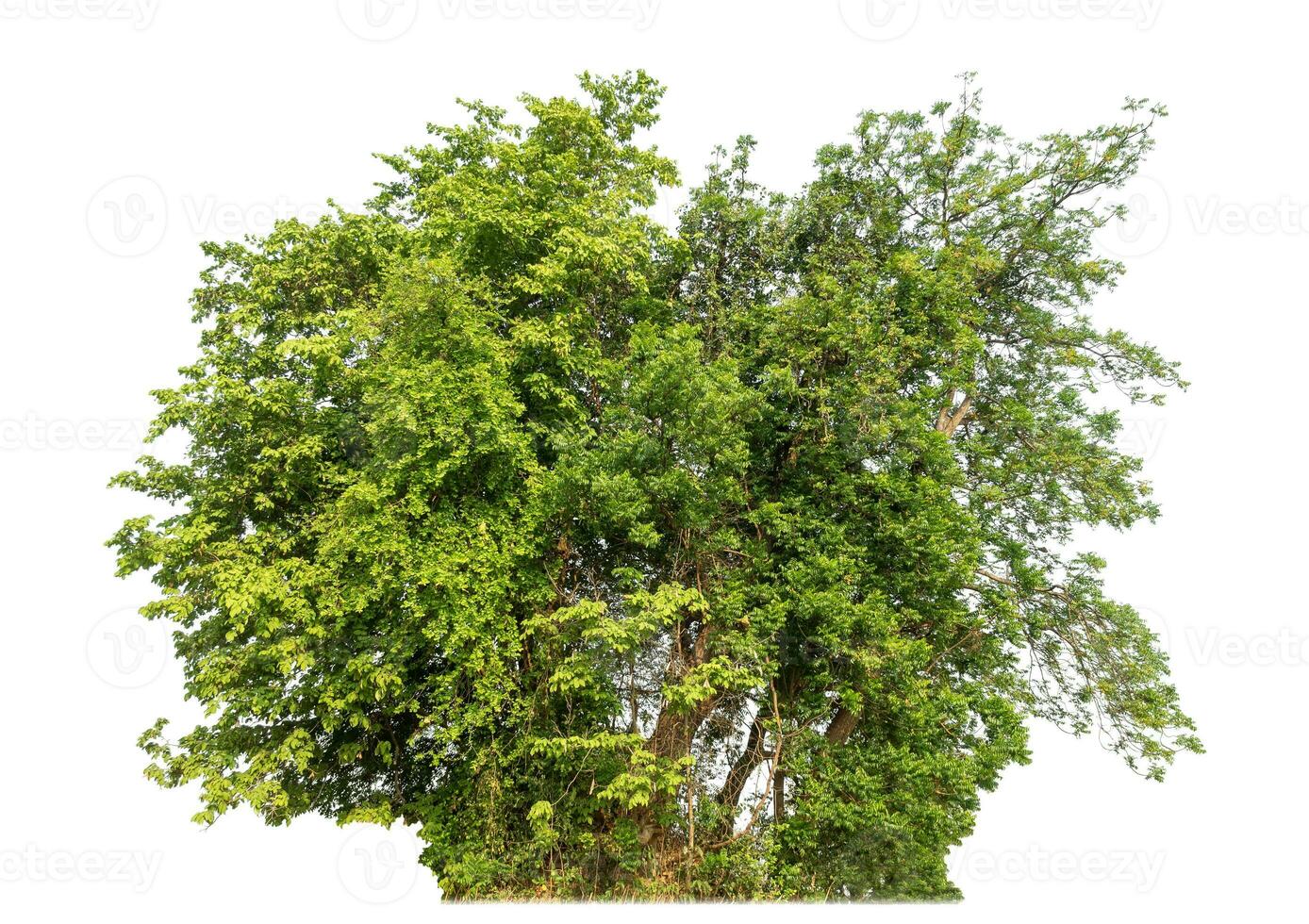 Green tree isolated on white background. photo