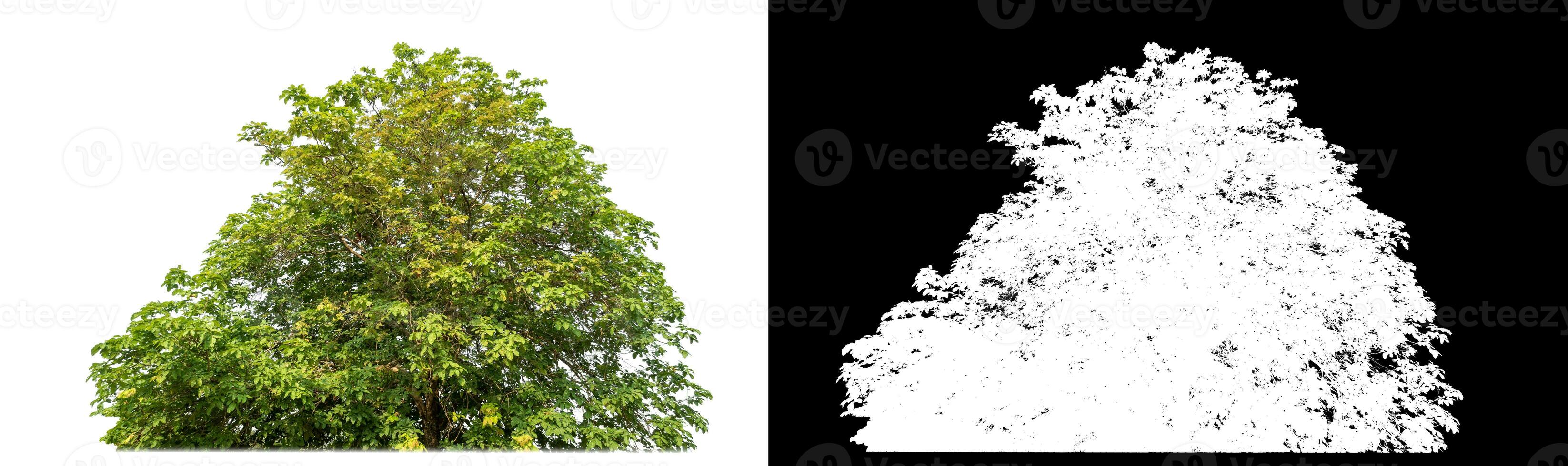 Single shrubs with clipping path and alpha channel on black background. photo