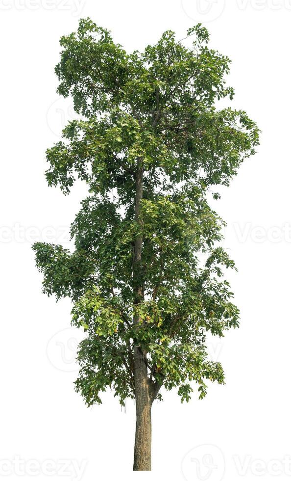 Green tree isolated on white background. photo