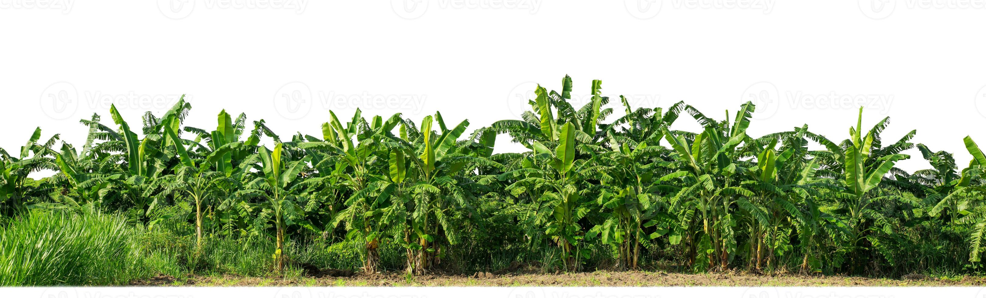 Green Trees isolated on white background. are Forest and foliage in summer for both printing and web pages with cut path and alpha channel photo