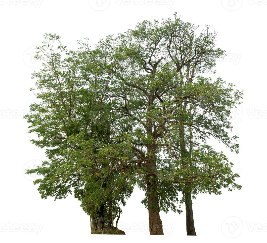 Green tree isolated on white background. photo