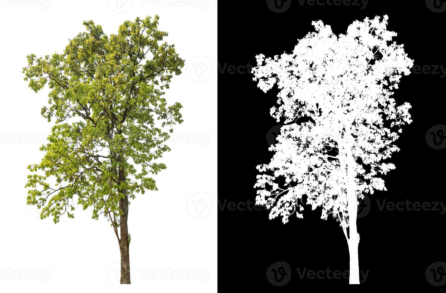 Isolated single tree with clipping path and alpha channel on black background. photo