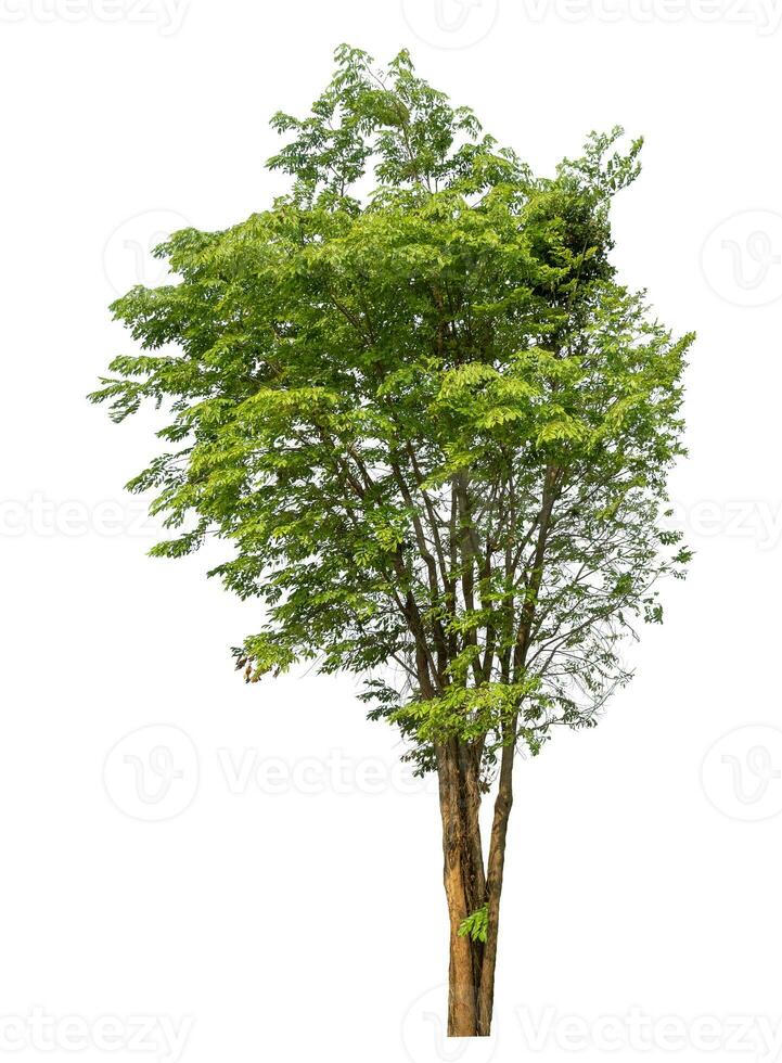 Green tree isolated on white background. photo