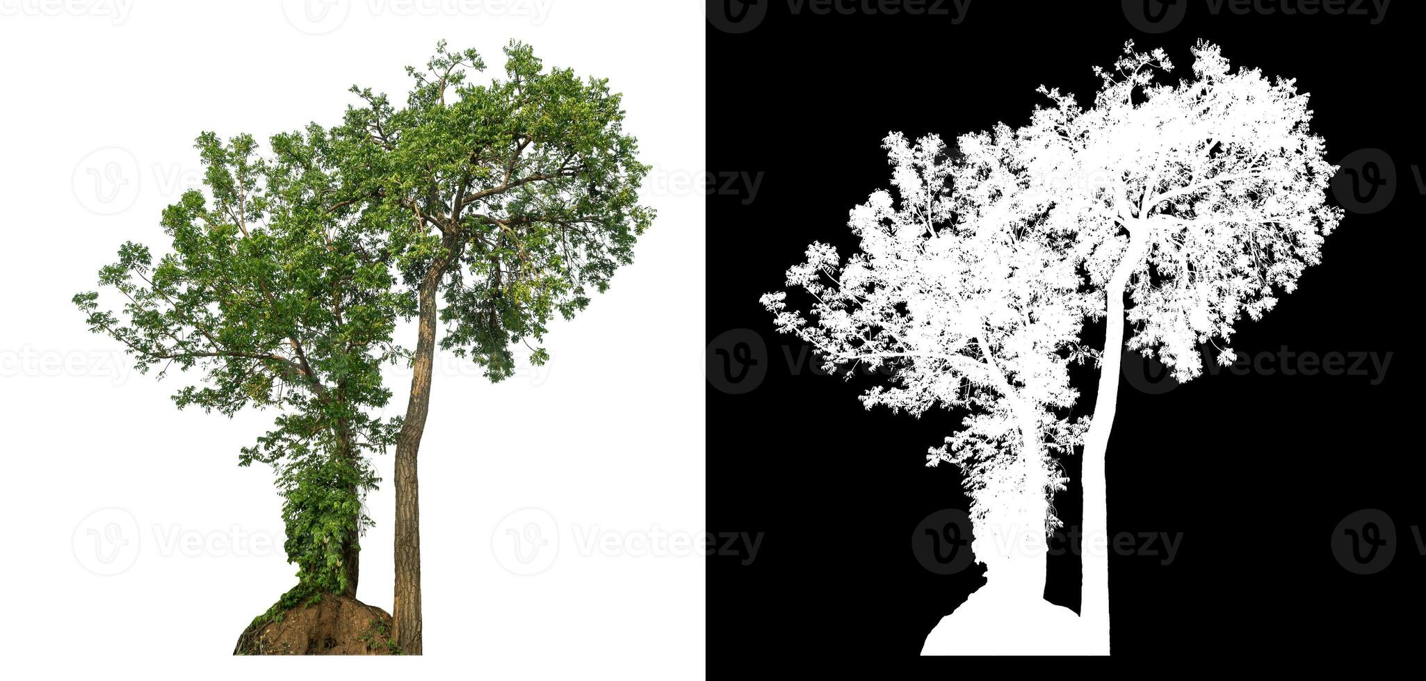 Isolated single green tree with clipping path and alpha channel on black background. photo