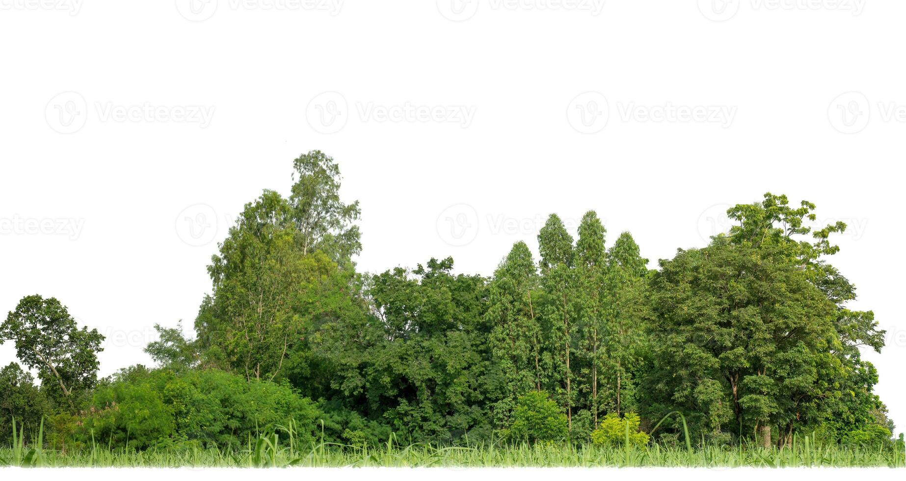 árboles verdes aislados sobre fondo blanco. son bosques y follaje en verano tanto para impresión como para páginas web con ruta de corte y canal alfa foto