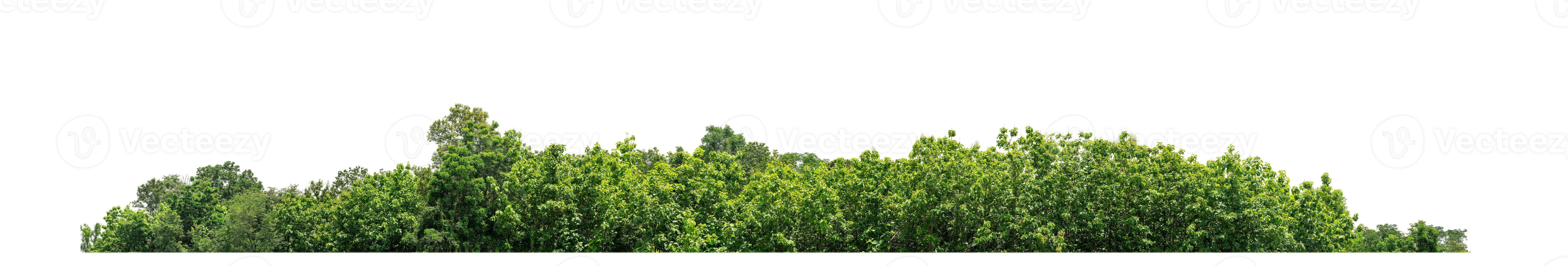 árboles verdes aislados sobre fondo blanco. son bosques y follaje en verano tanto para impresión como para páginas web con ruta de corte y canal alfa foto