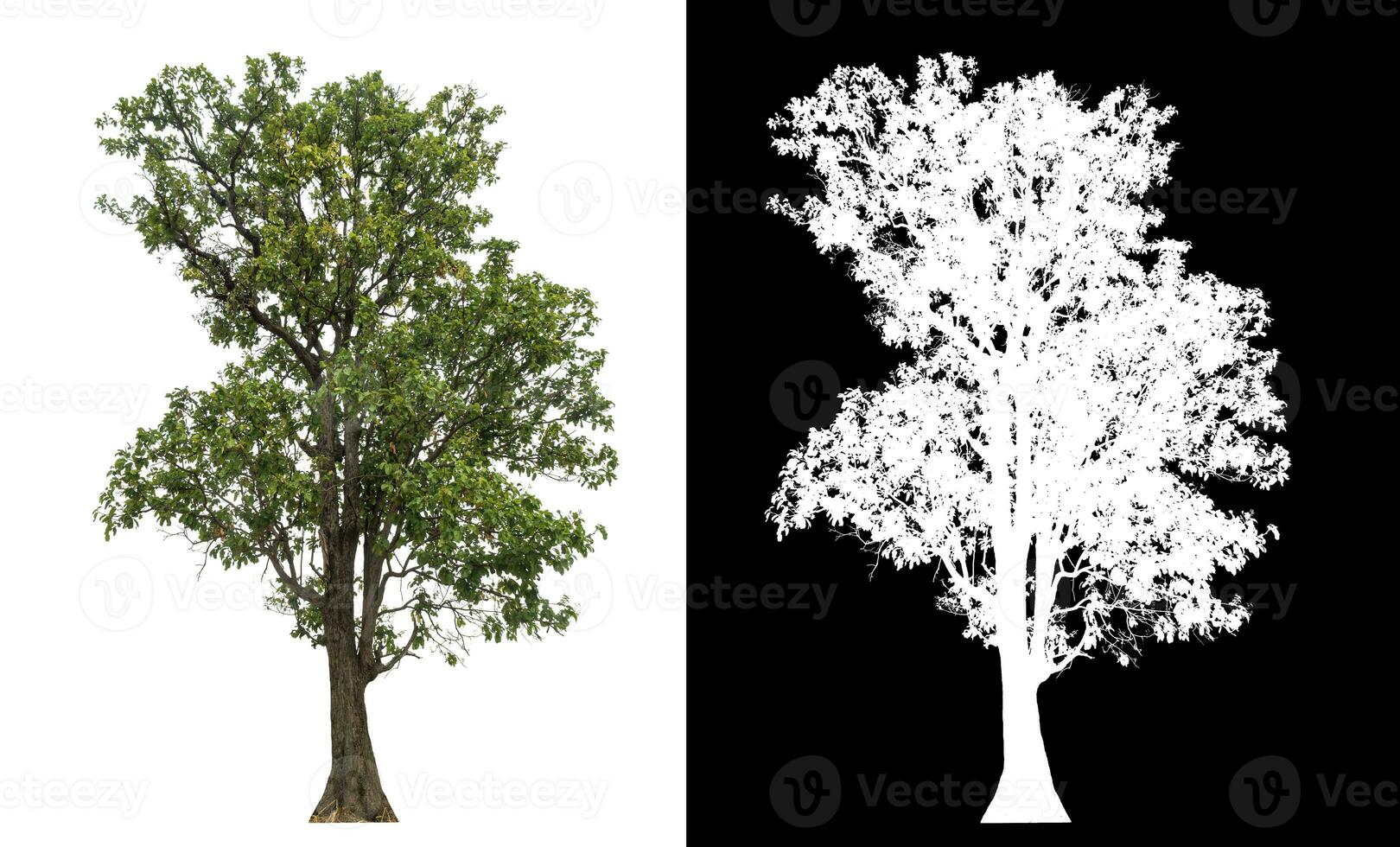 Isolated single tree with clipping path and alpha channel on black background. photo