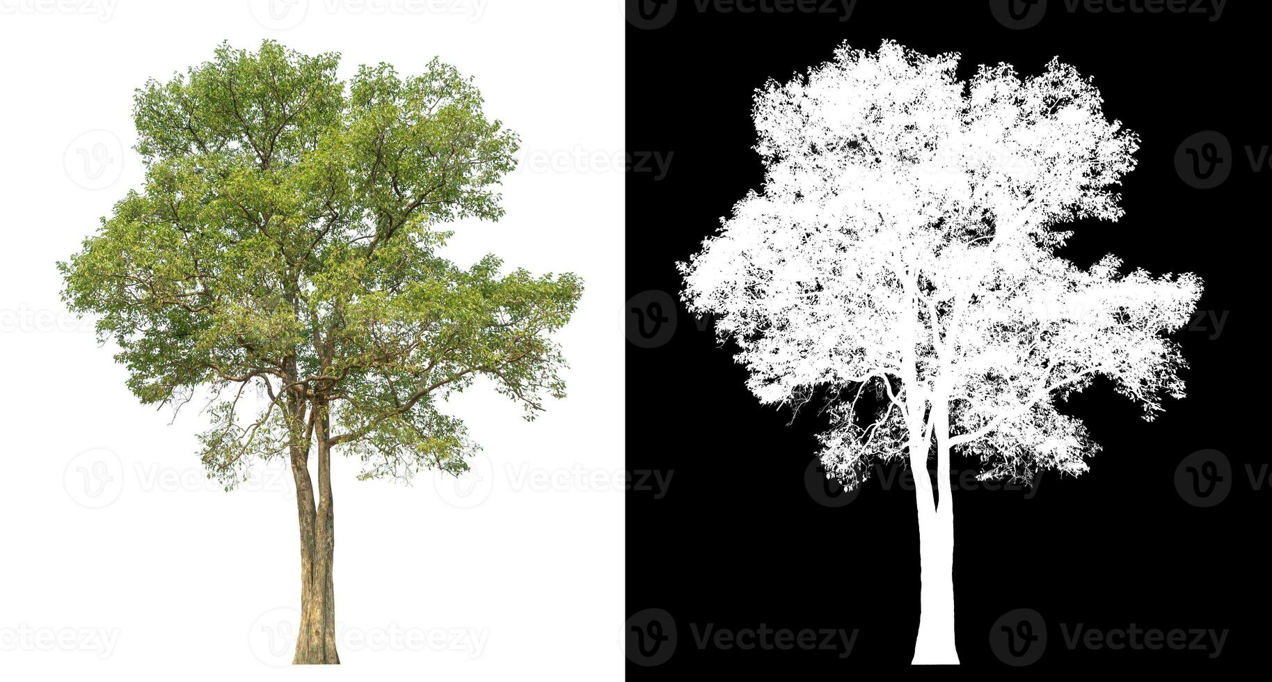 Isolated single tree with clipping path and alpha channel on black background. photo