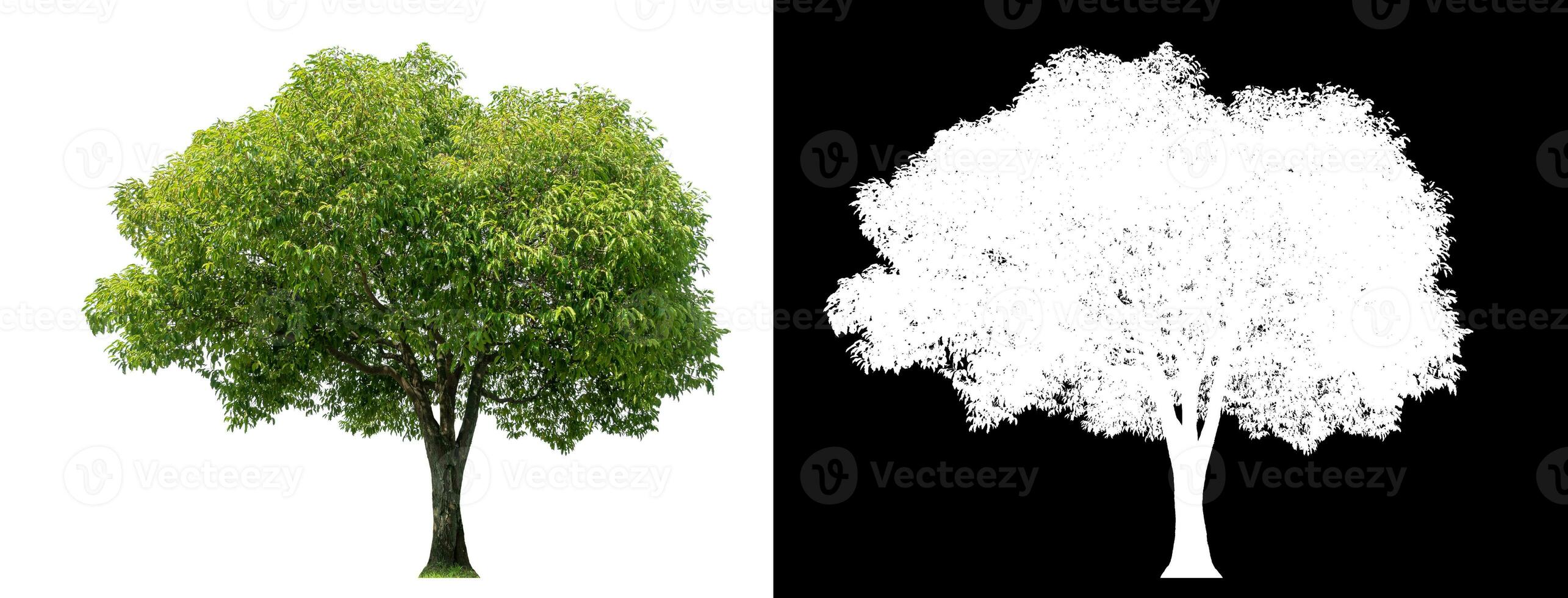 Isolated green tree with clipping path and alpha channel on black background. photo