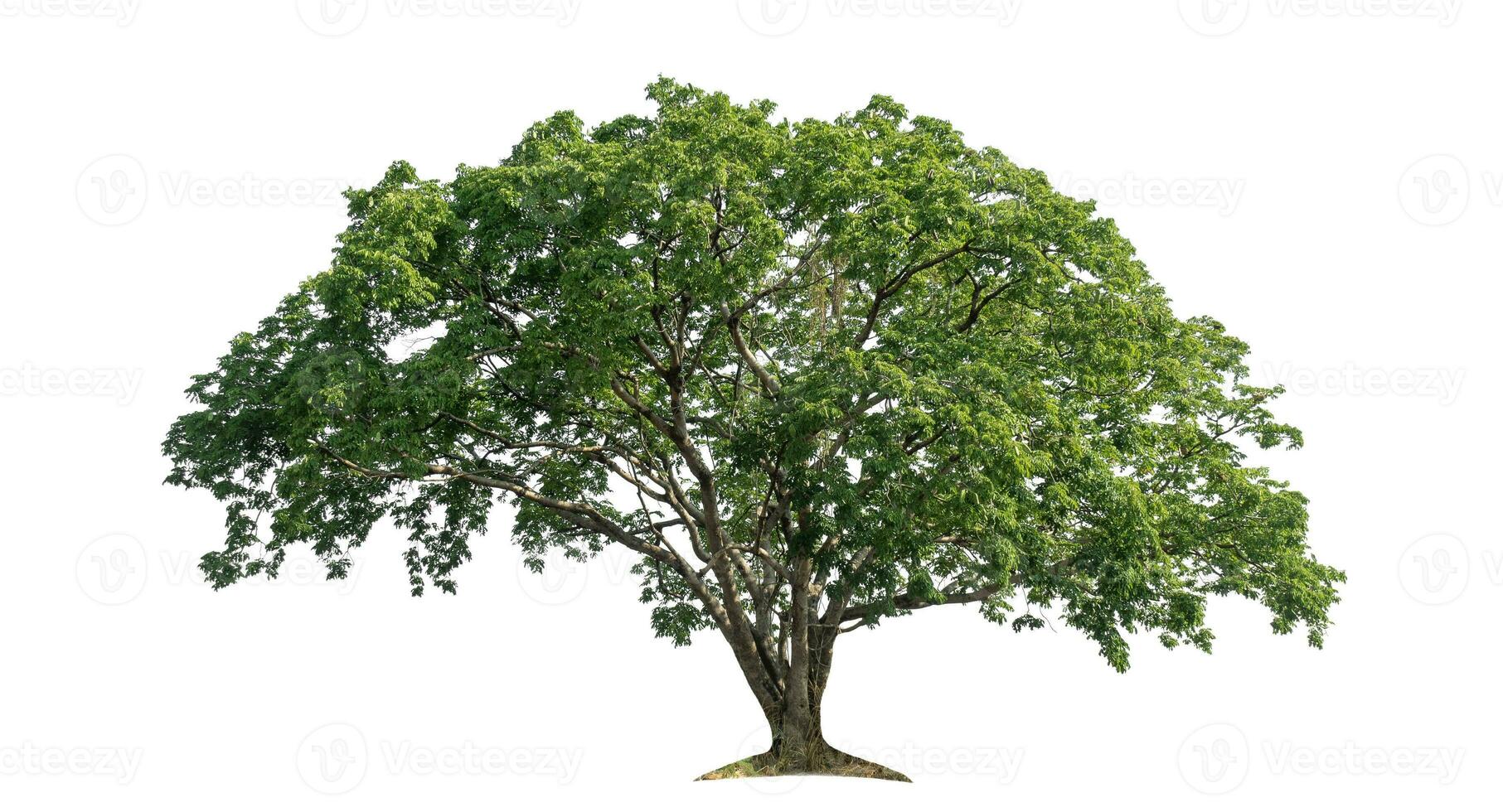 Green tree isolated on white background. photo