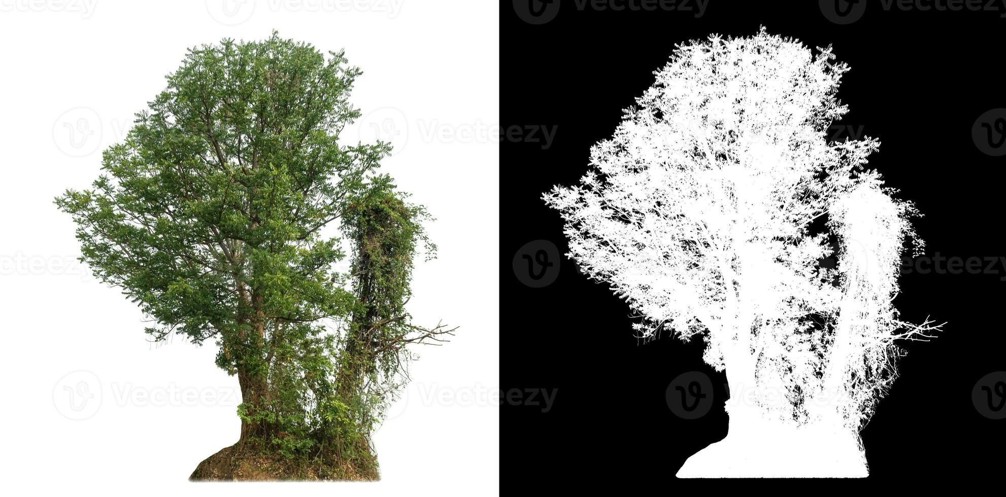 Isolated single tree with clipping path and alpha channel on black background. photo