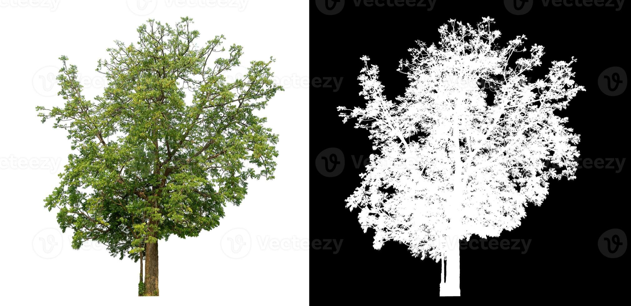 Isolated single green tree with clipping path and alpha channel on black background. photo