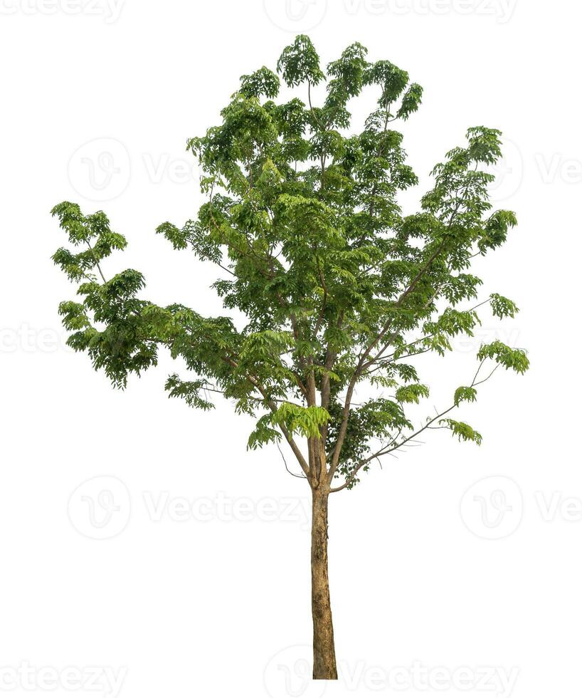 Green tree isolated on white background. photo