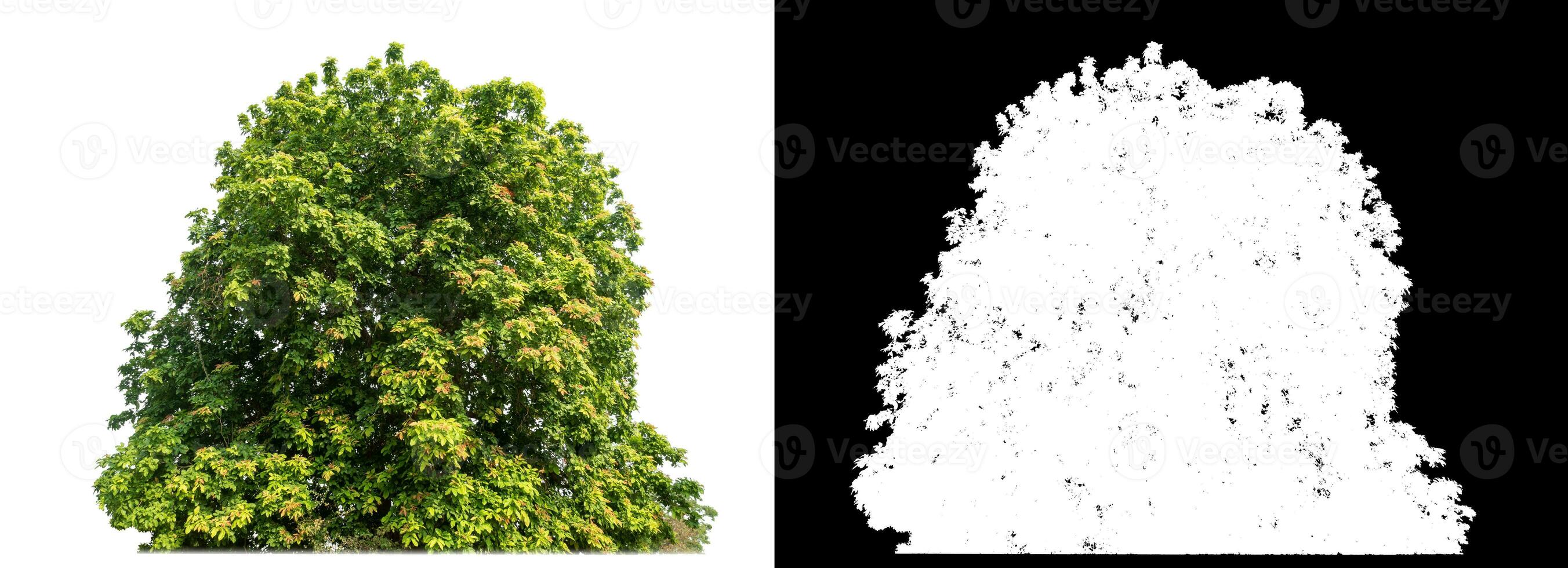 Single shrubs with clipping path and alpha channel on black background. photo