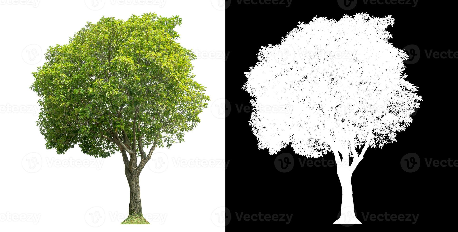 Isolated green tree with clipping path and alpha channel on black background. photo